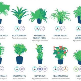 Havadaki kimyasal maddeleri azaltan bitkiler