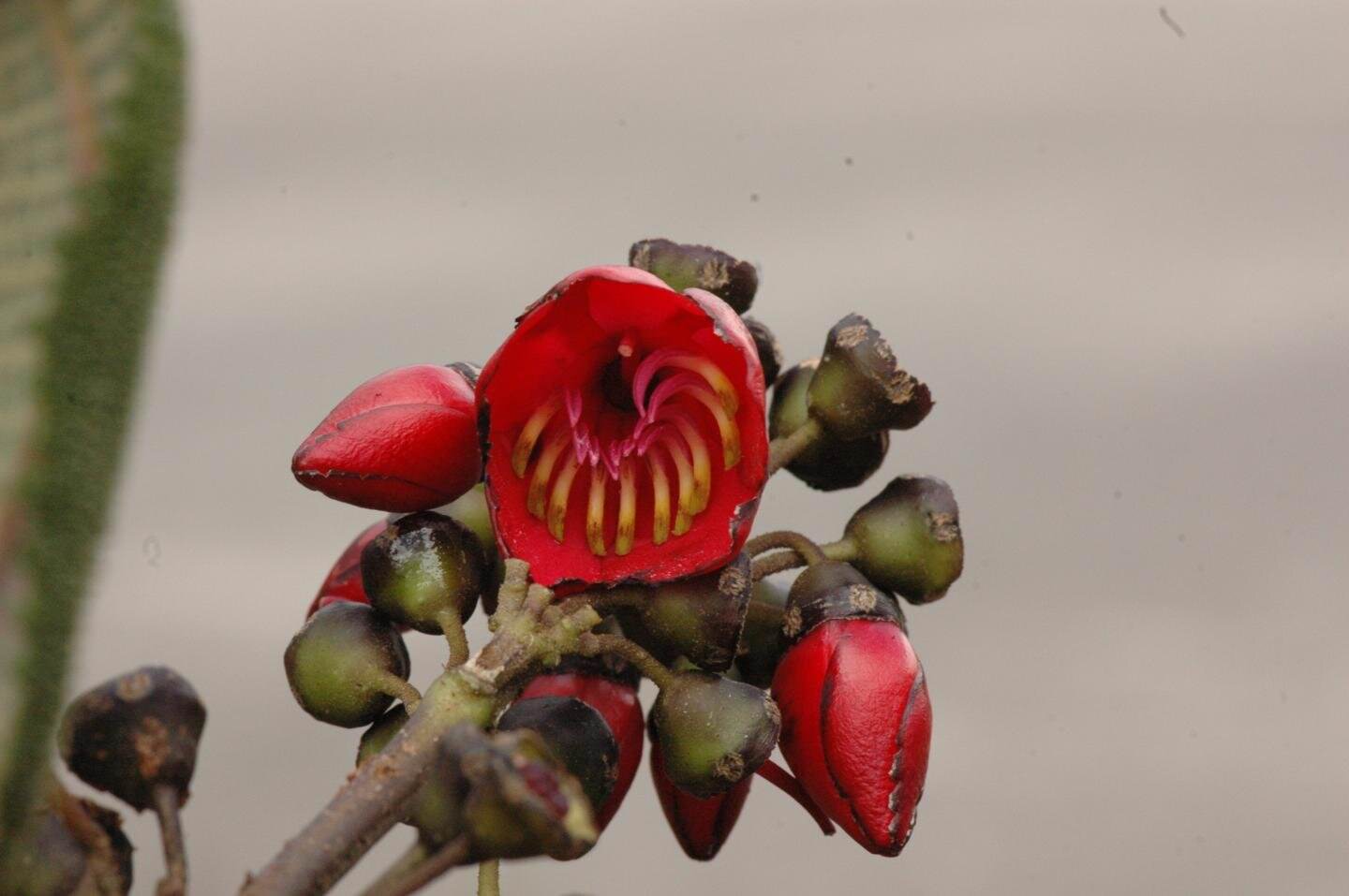 Ekvador páramo sinekkuşu ve yarasa-tozlaşmış türlerin Meriania radula bir çiçek.