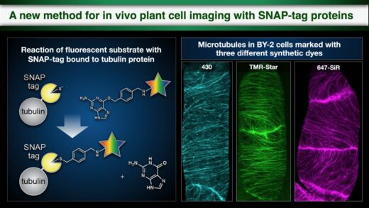 in vivo bitki hücresi görüntülemesi için yeni bir yöntem "SNAP-tag proteinler"