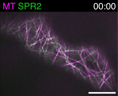 in vivo bitki hücresi görüntülemesi için yeni bir yöntem "SNAP-tag proteinler"